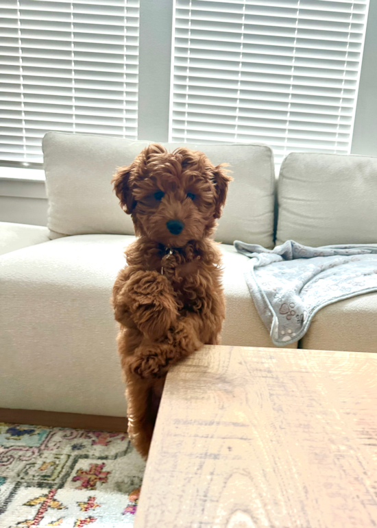 Mini Goldendoodle