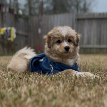 Mini Pomskydoodle Pup