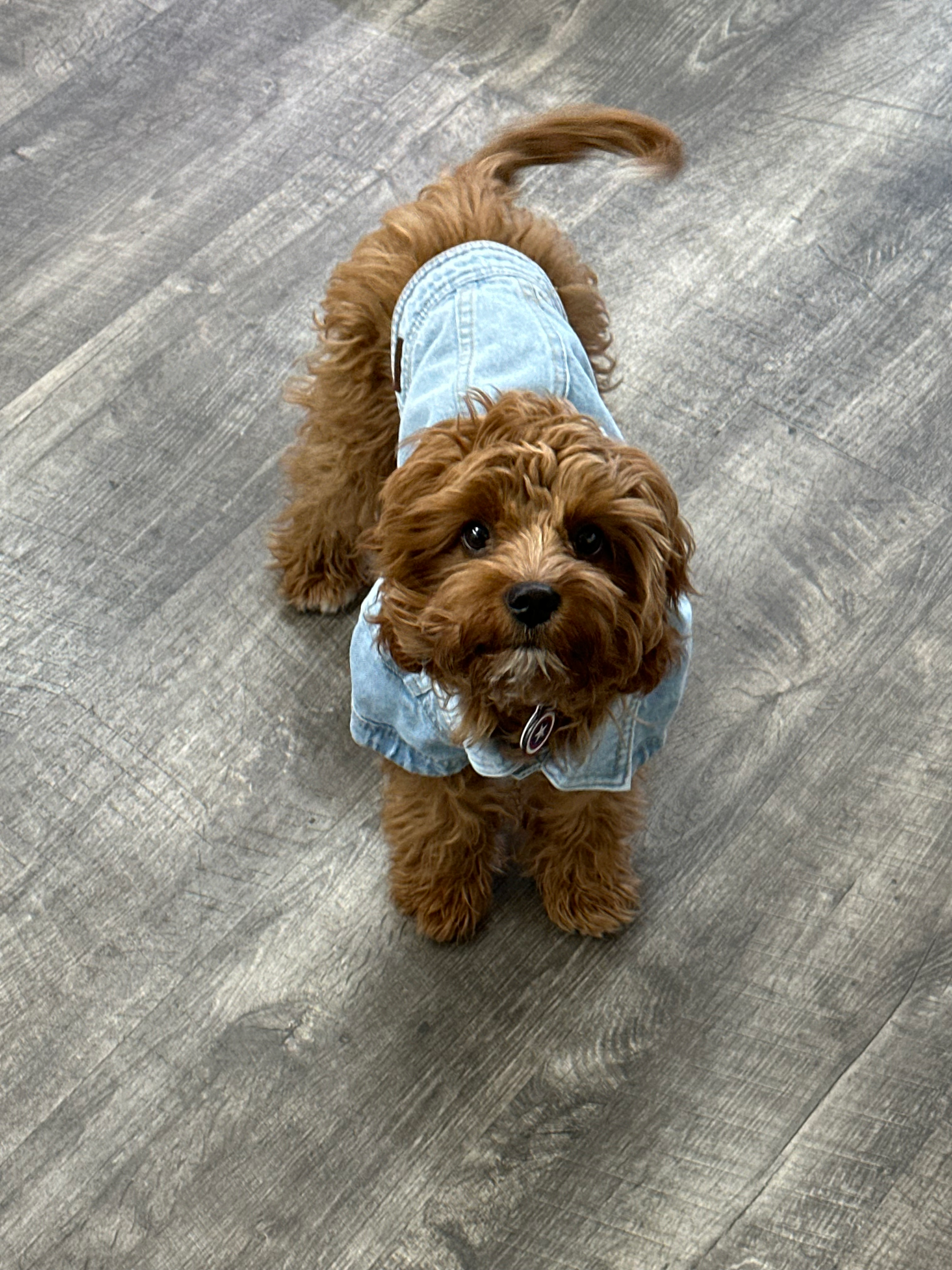 Sweet Cavapoo Baby