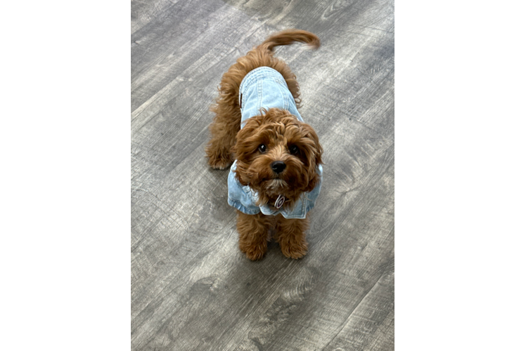 Sweet Cavapoo Baby