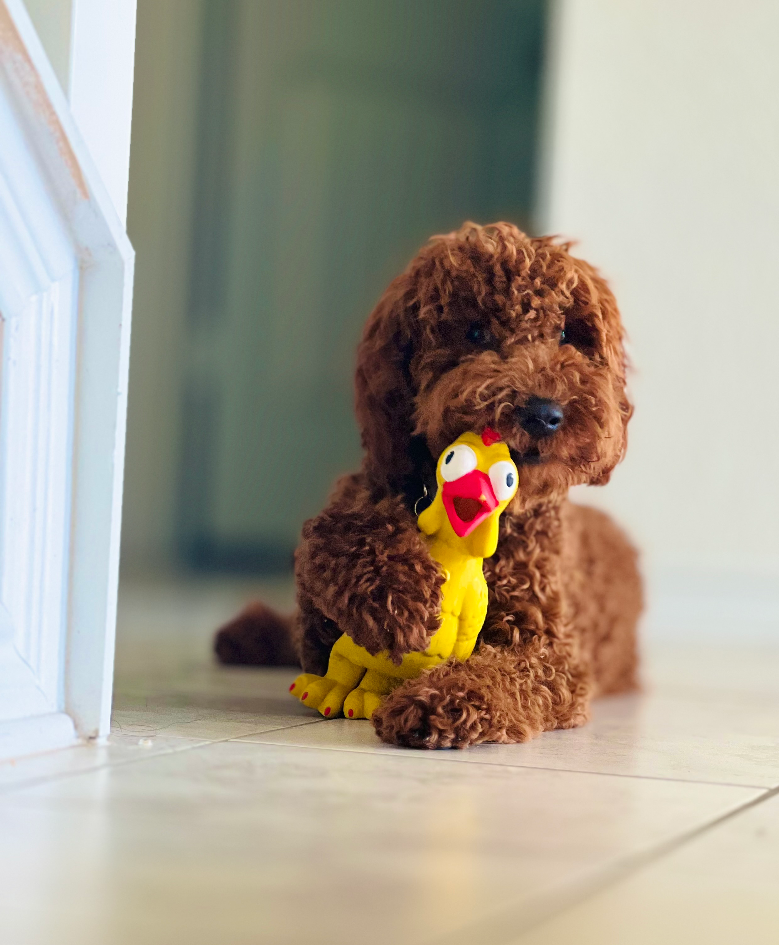 Hypoallergenic Golden Retriever Poodle Mix Puppy