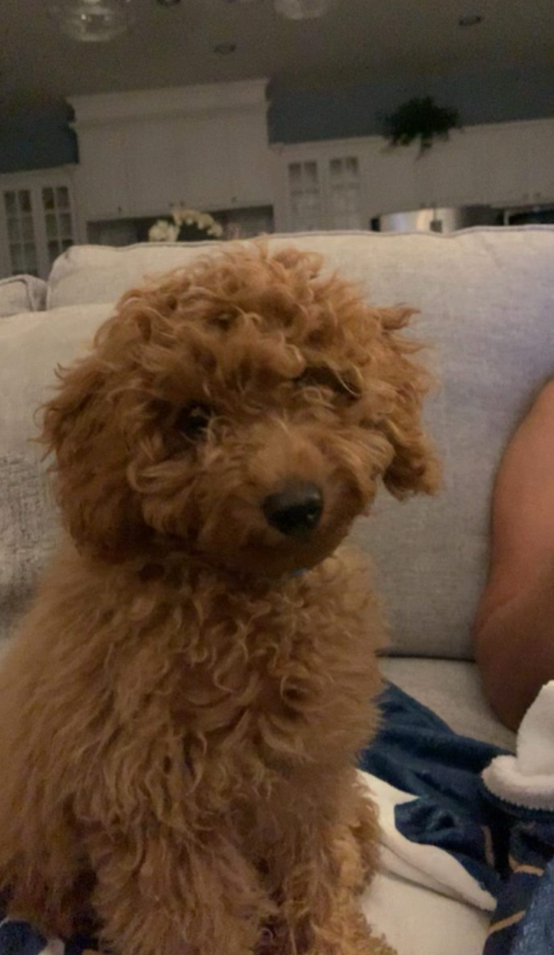 Cavapoo Puppy for Adoption