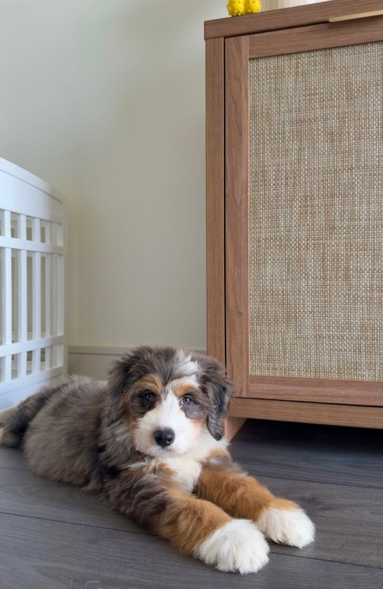 Mini Bernedoodle
