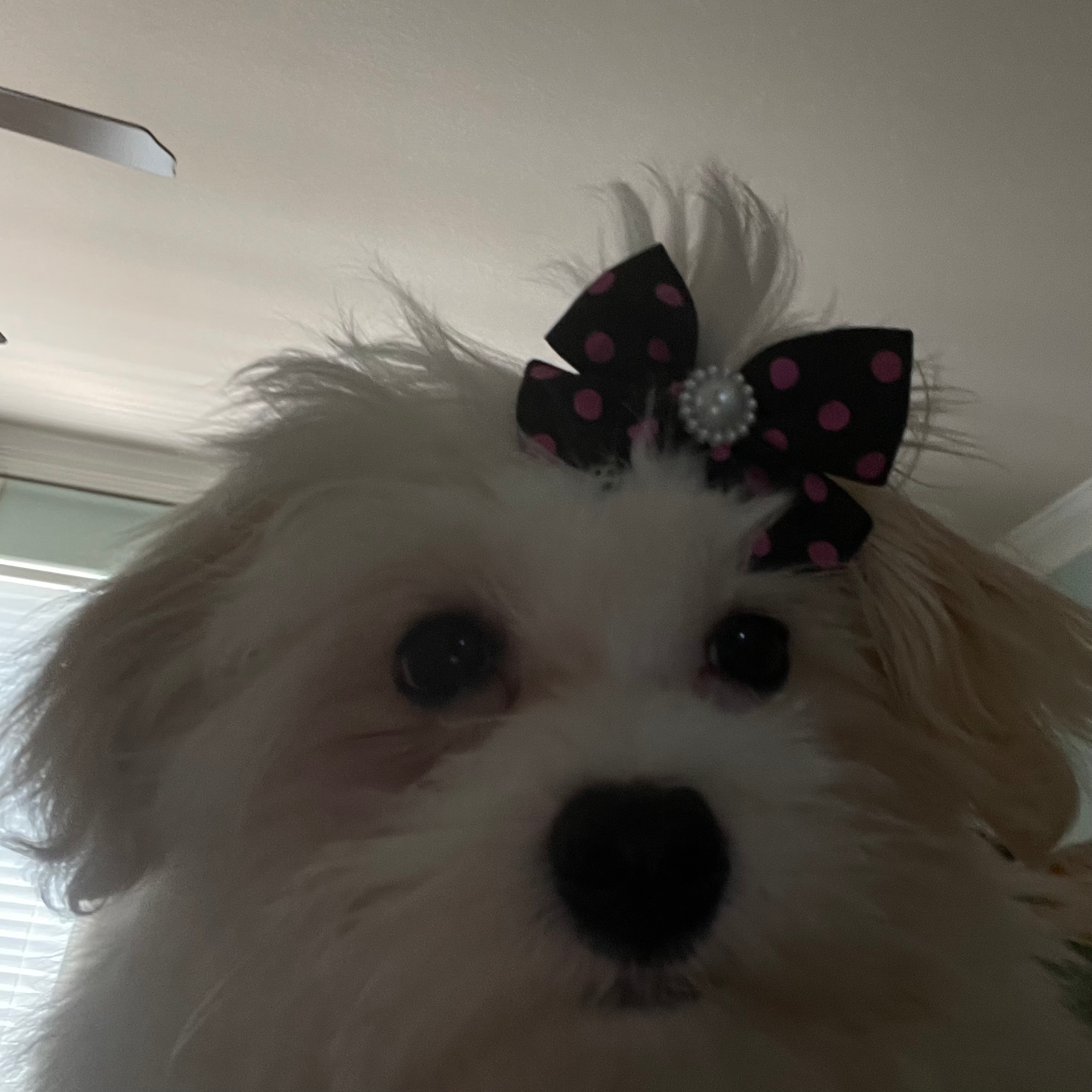Best Havanese Baby