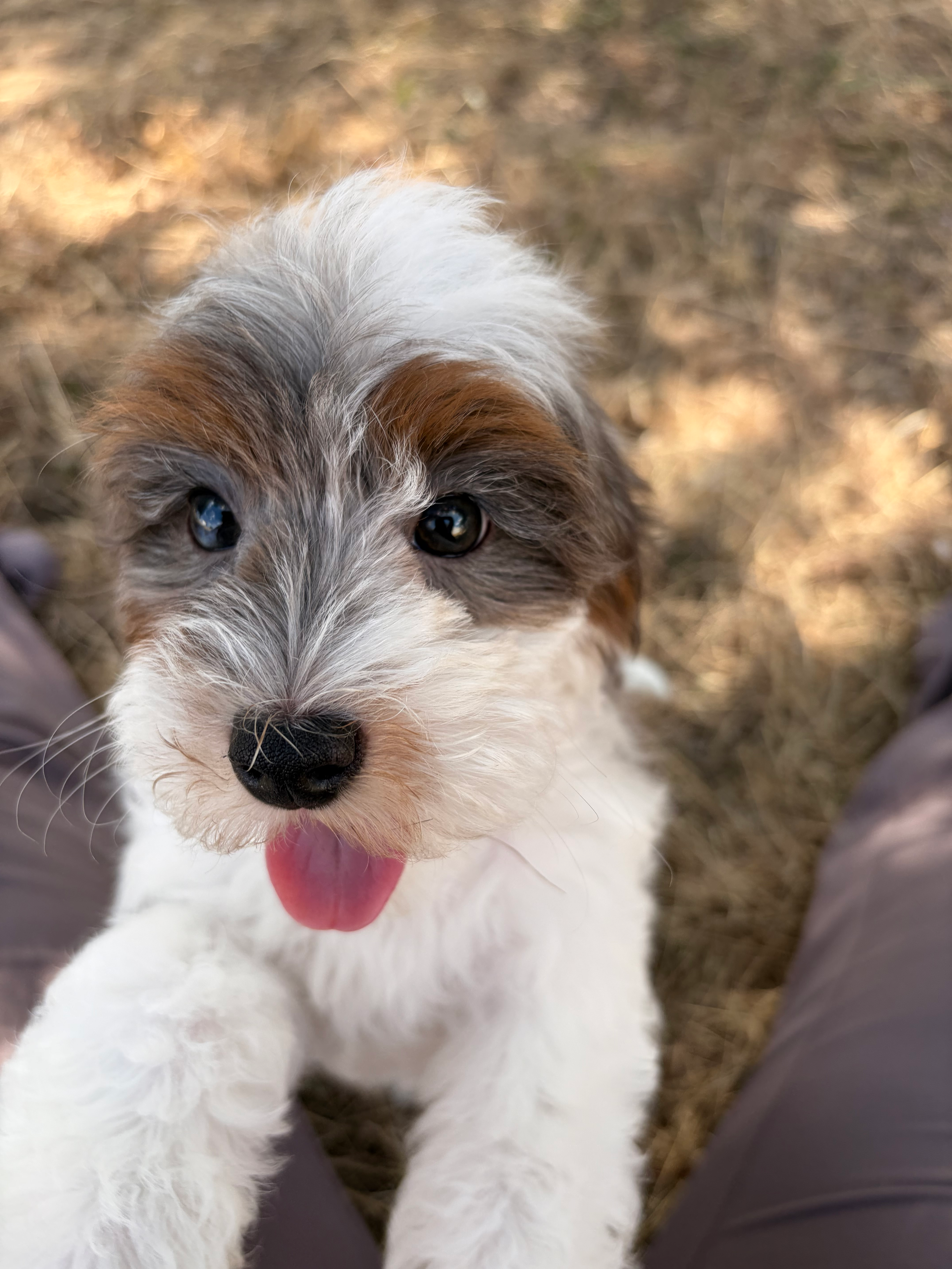 Adorable Cavalier King Charles Spaniel and Poodle Mix Poodle Mix Puppy