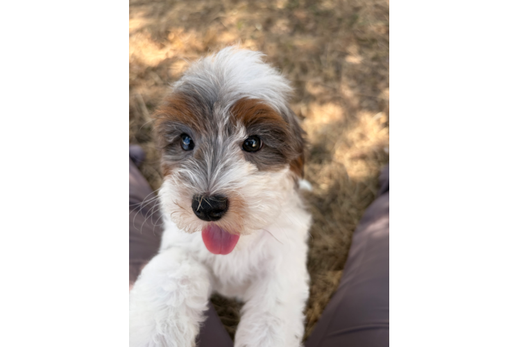 Adorable Cavalier King Charles Spaniel and Poodle Mix Poodle Mix Puppy