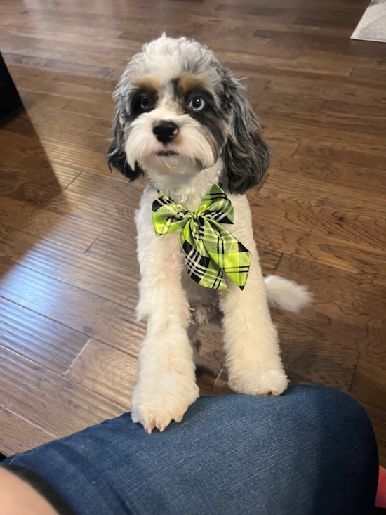 Cavapoo