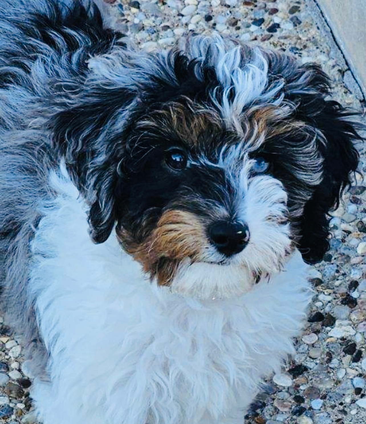 Energetic Aussiepoo Poodle Mix Puppy