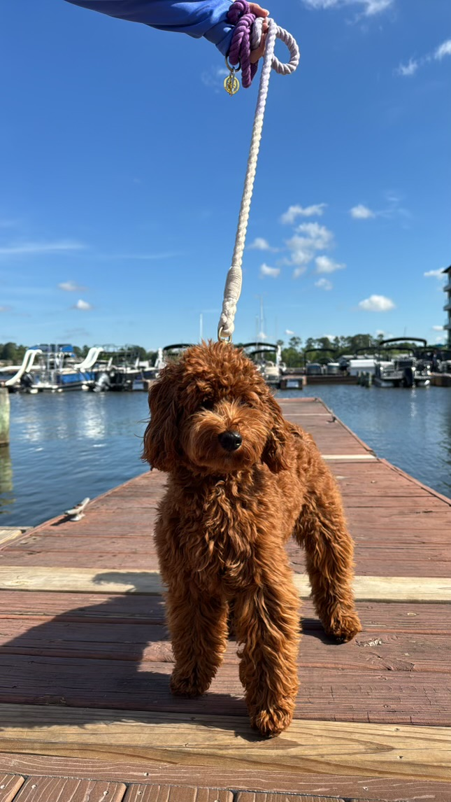 Mini Goldendoodle Puppy for Adoption