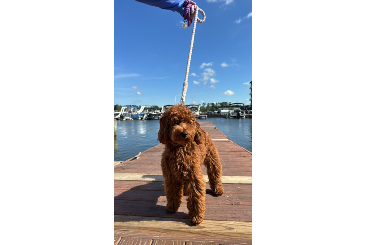 Mini Goldendoodle Puppy for Adoption