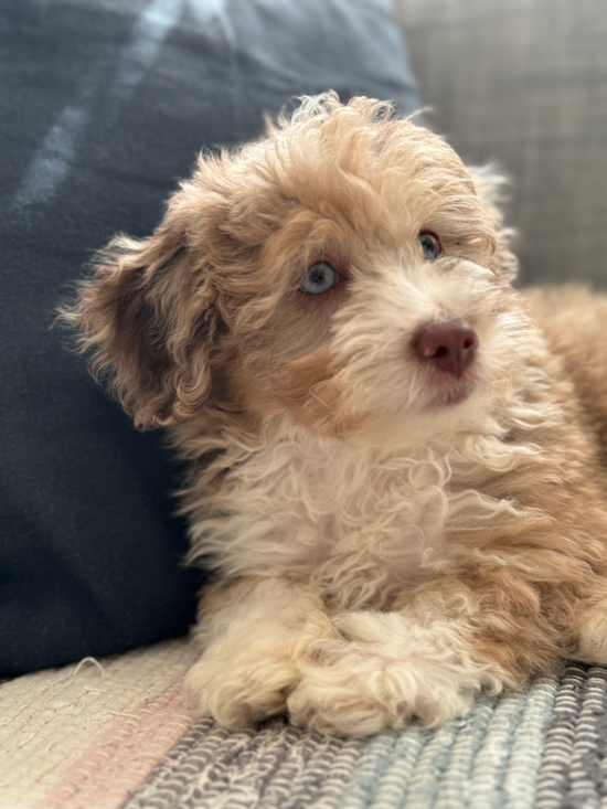 Mini Aussiedoodle