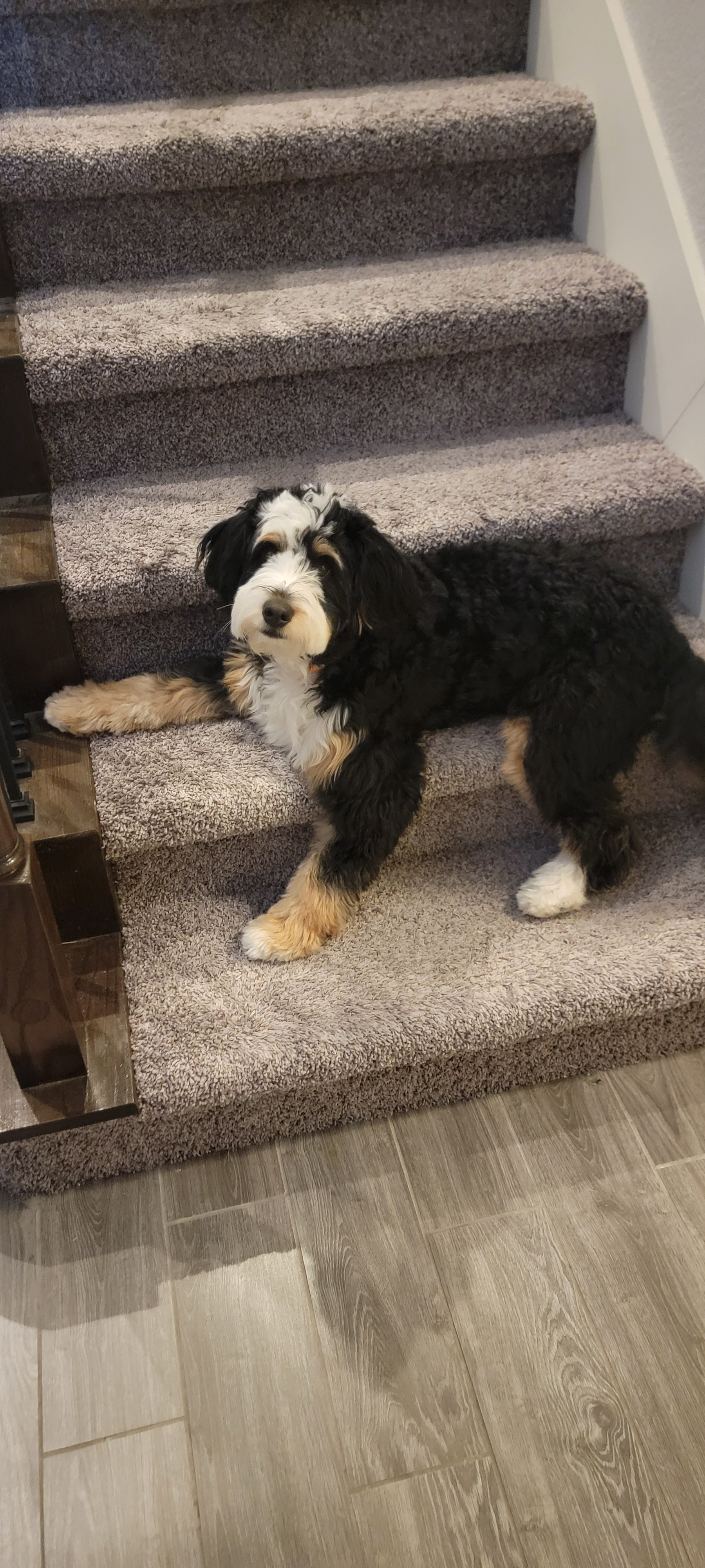 Mini Bernedoodle Puppy for Adoption