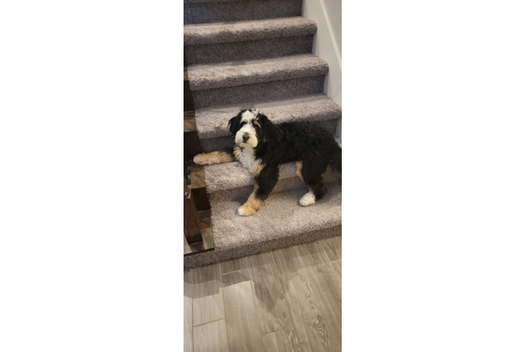 Mini Bernedoodle Puppy for Adoption