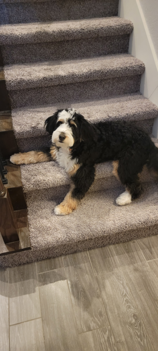 Luca