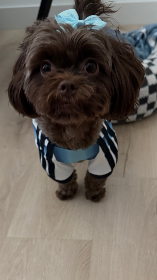 Shih Poo