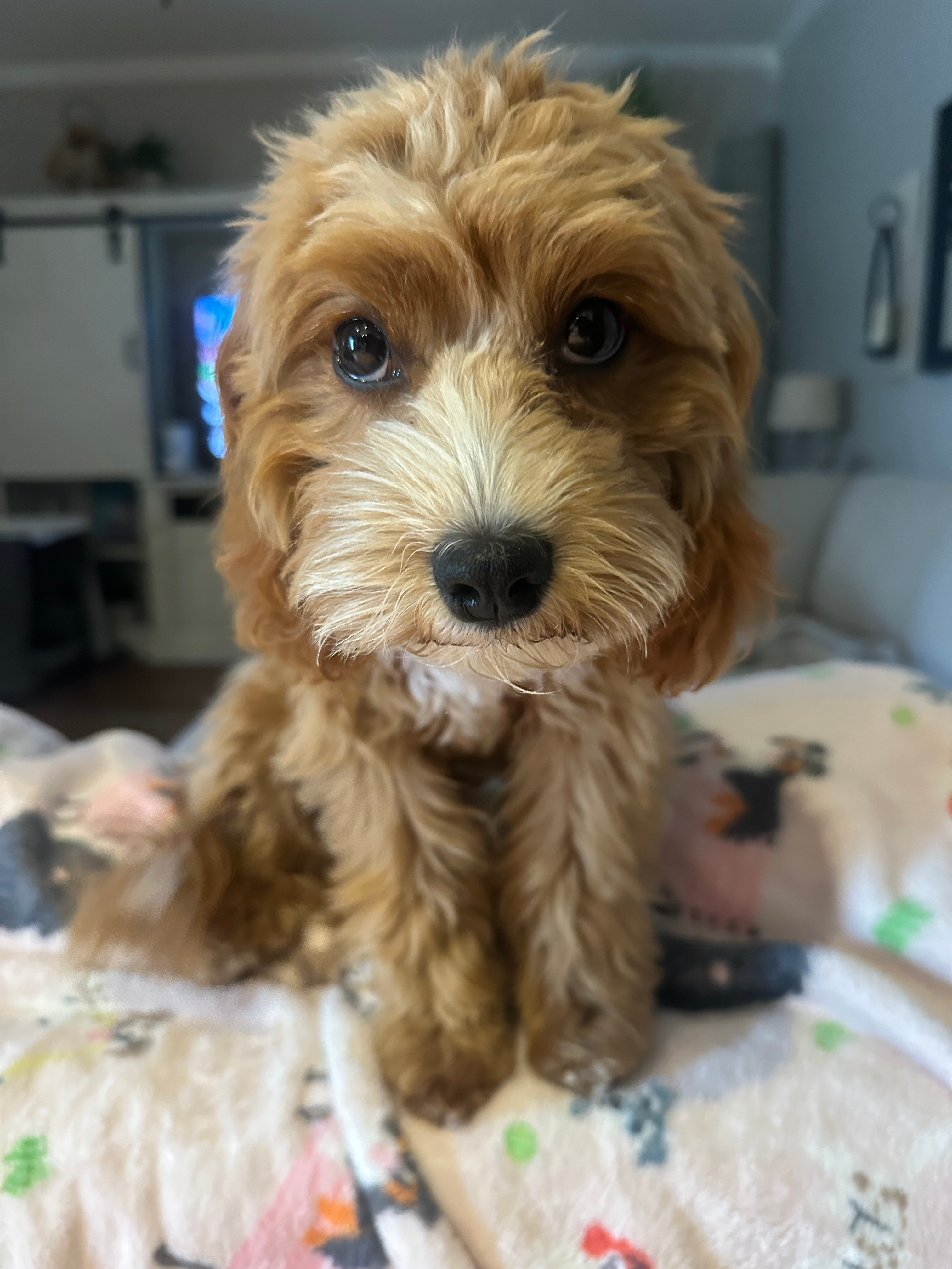 Cute Cavapoo Poodle Mix Pup