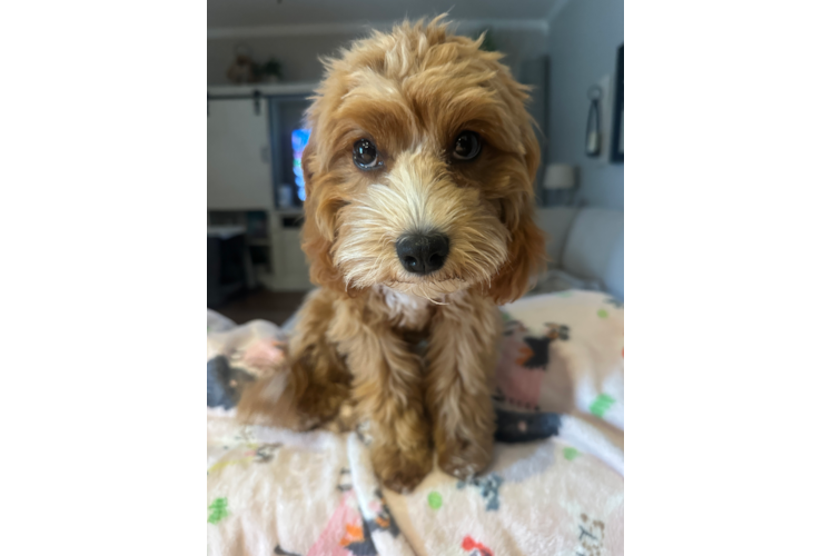 Cute Cavapoo Poodle Mix Pup