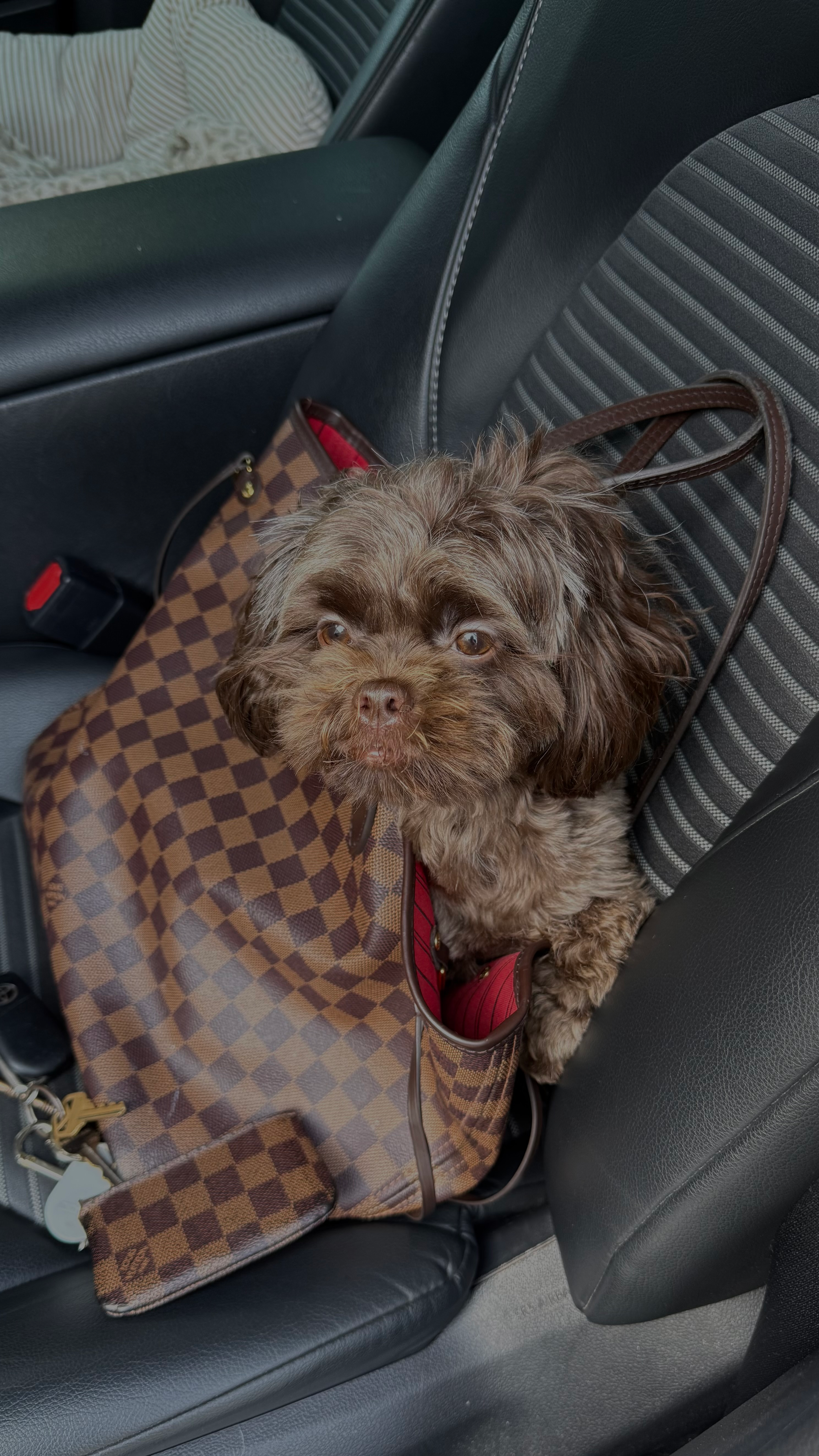 Small Shih Poo Baby