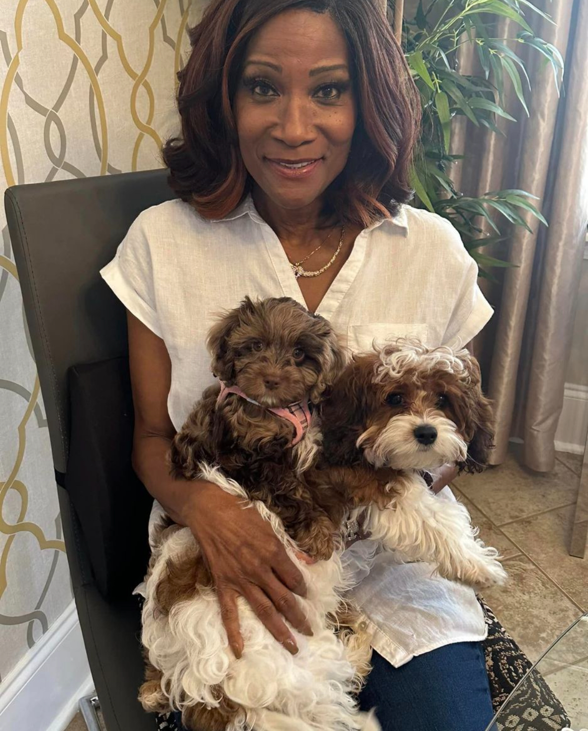 Sweet Cavapoo Baby