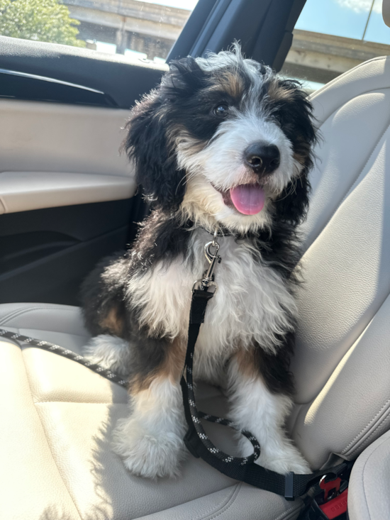 Mini Bernedoodle