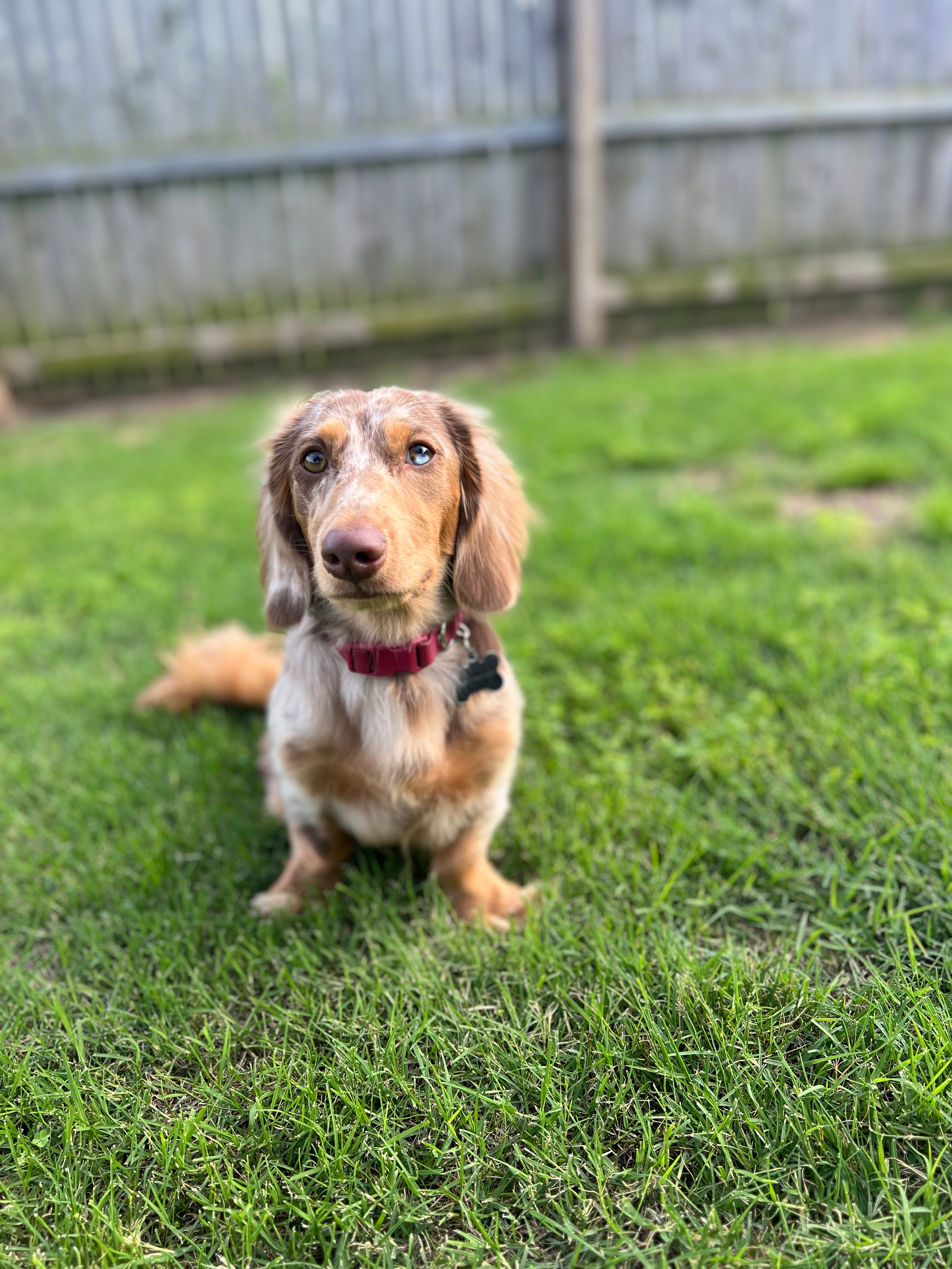 Cute Dachshund Baby