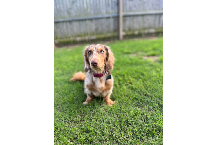 Cute Dachshund Baby