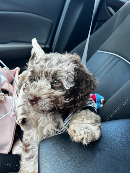 Cockapoo