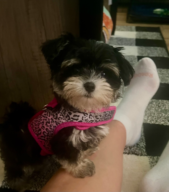 Morkie