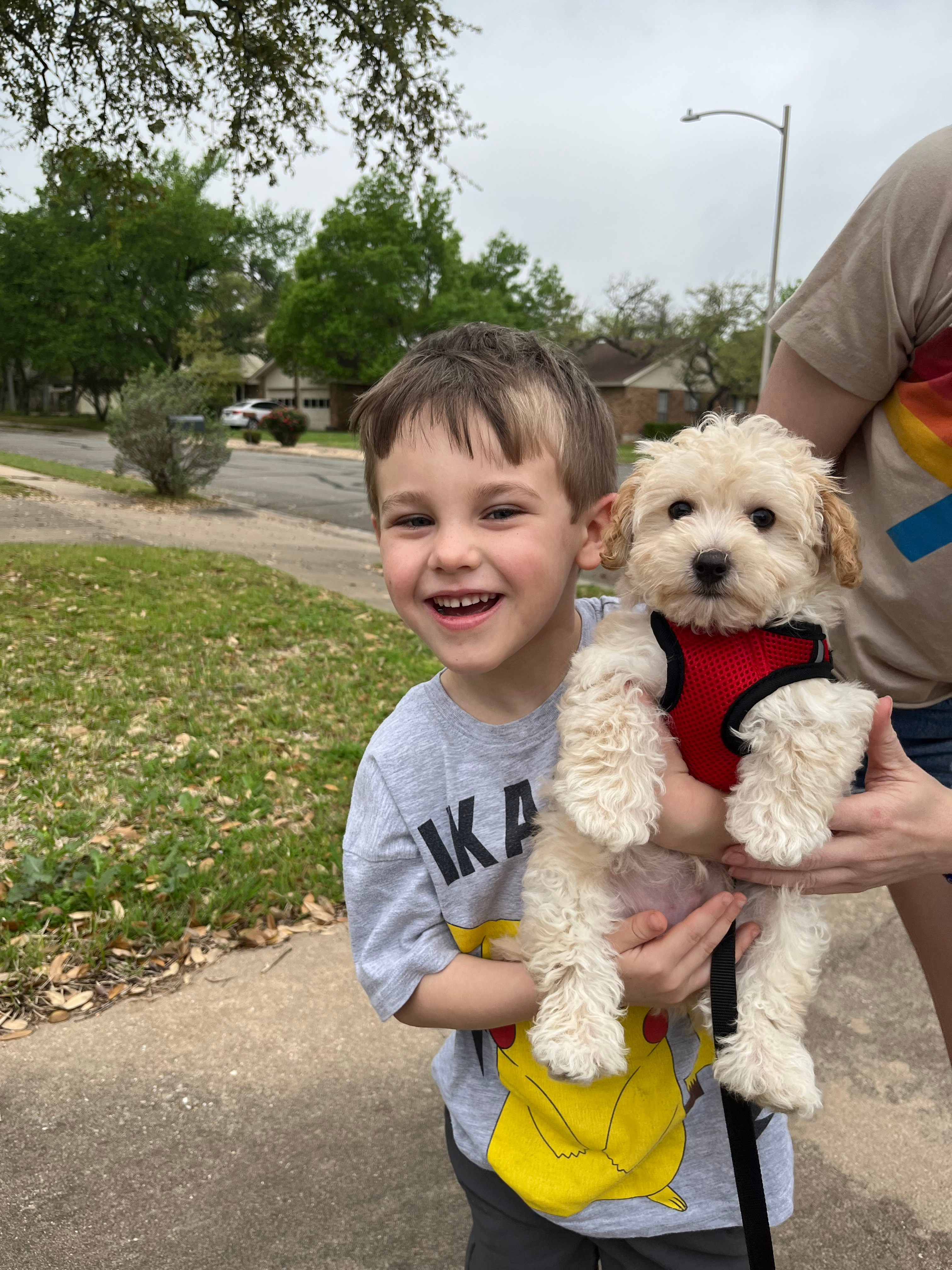Playful Malt Oodle Poodle Mix Puppy