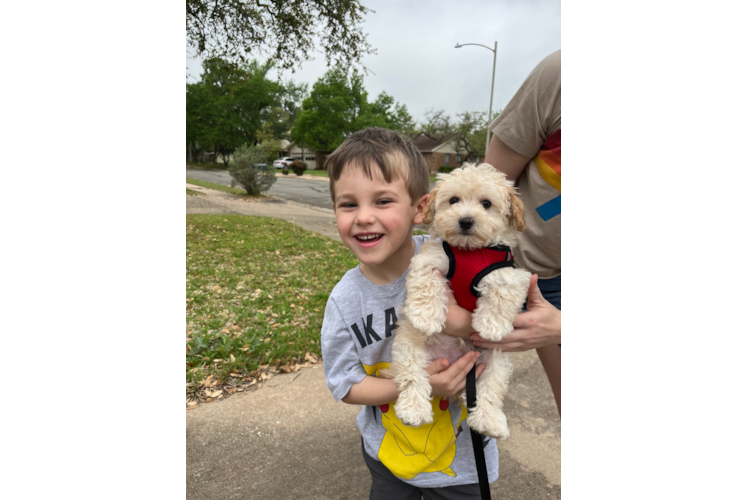 Playful Malt Oodle Poodle Mix Puppy