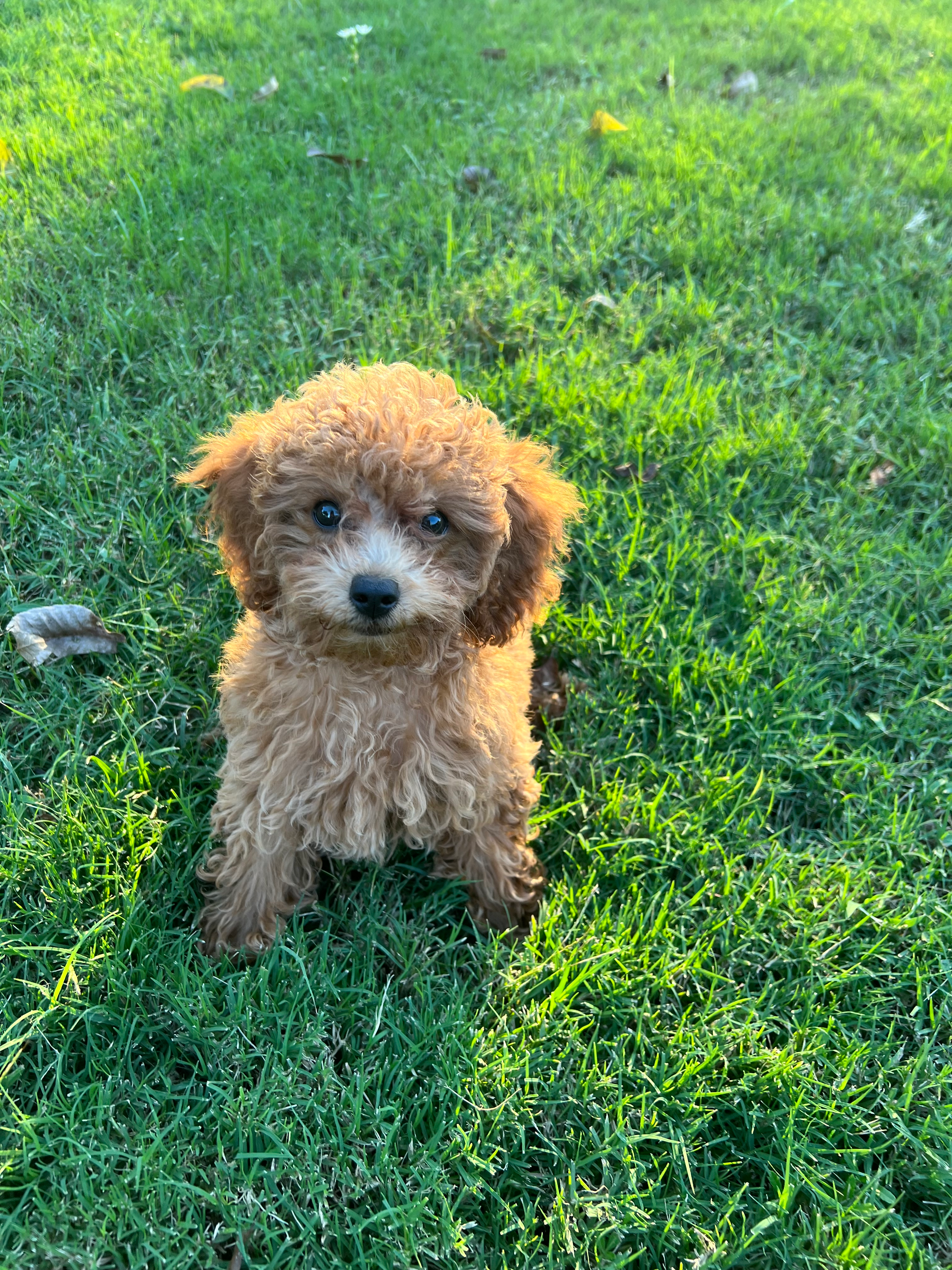 Best Cockapoo Baby