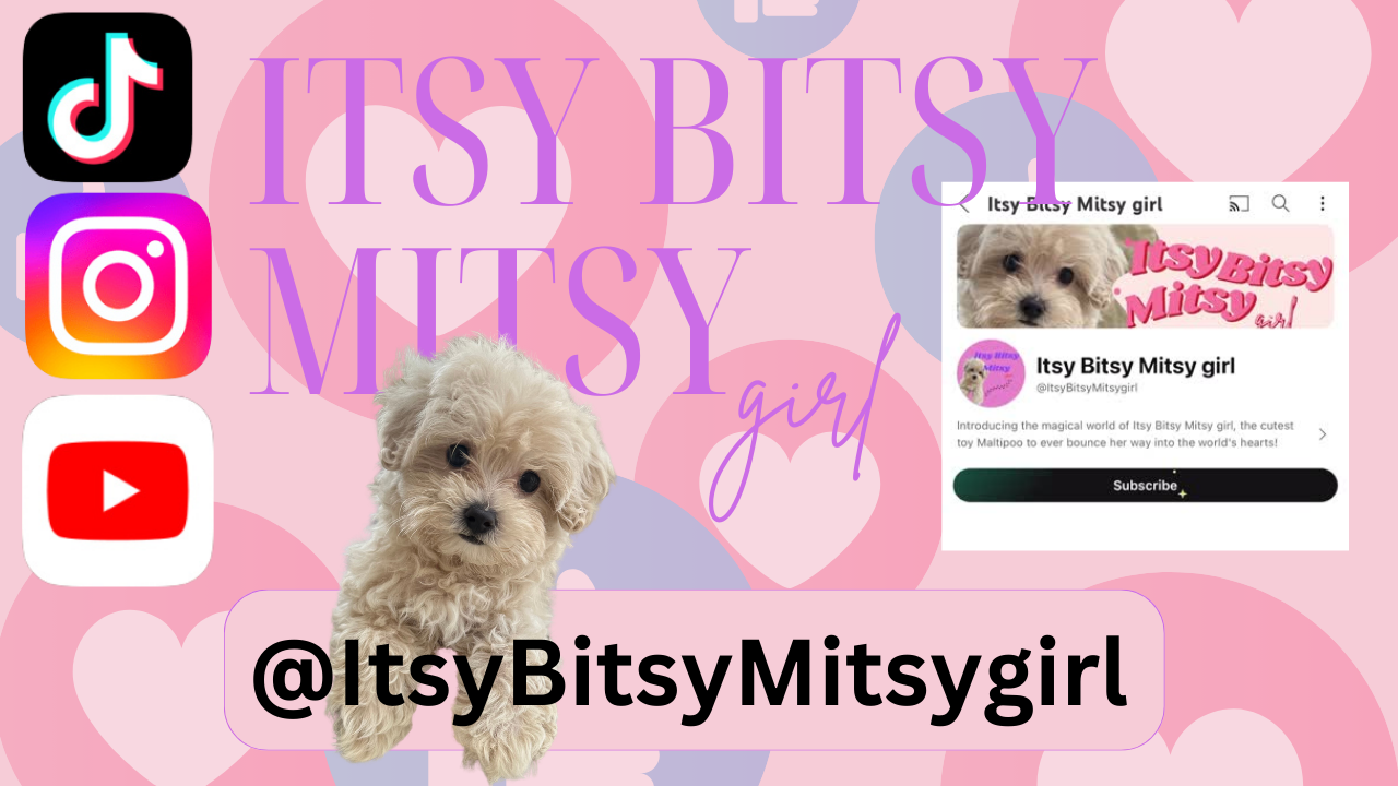 Adorable Maltese Poodle Poodle Mix Puppy