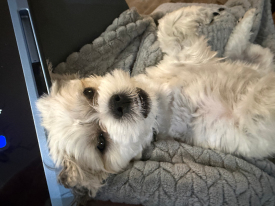 Teddy Bear