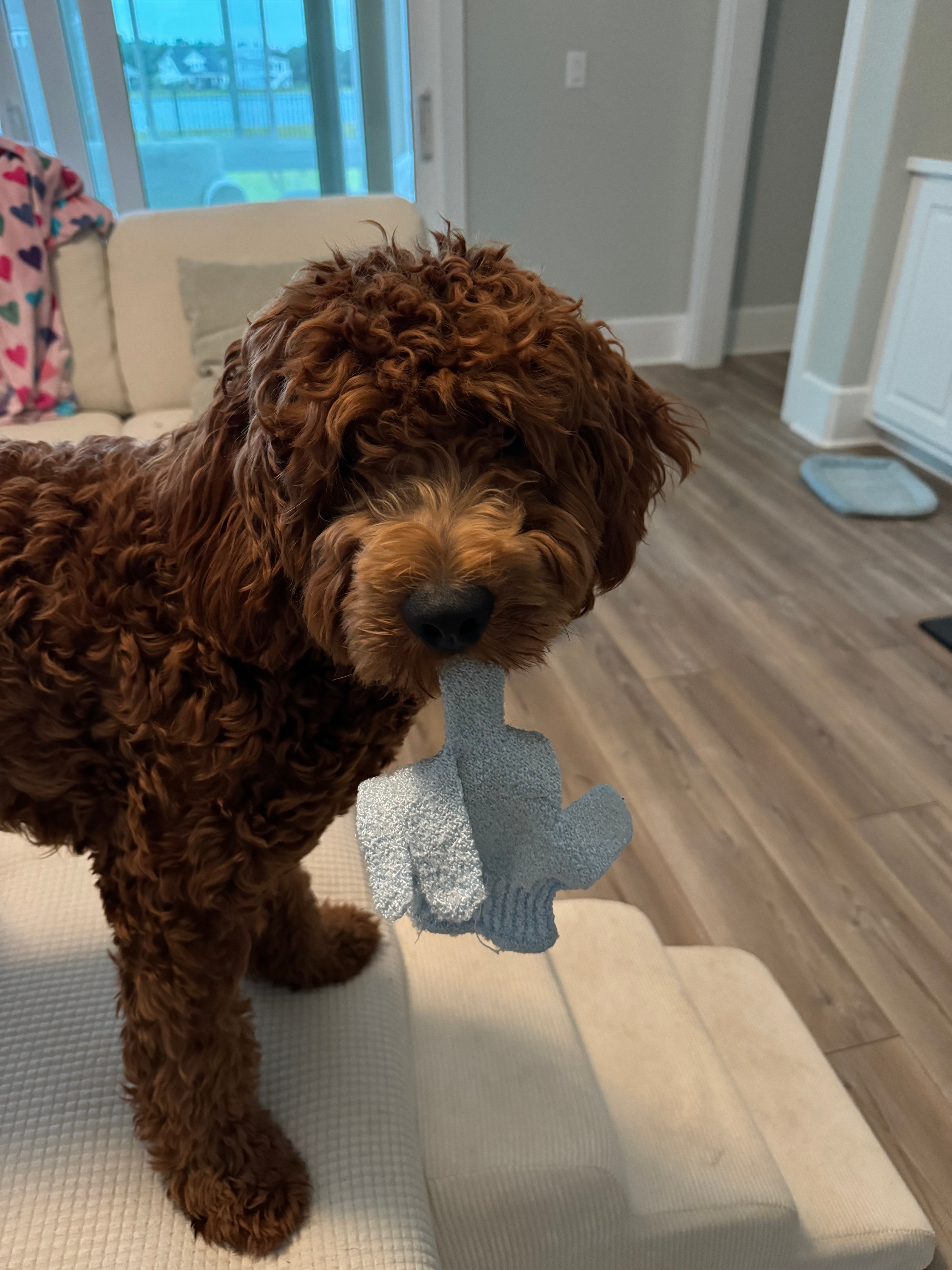 Happy Mini Irish Doodle Baby