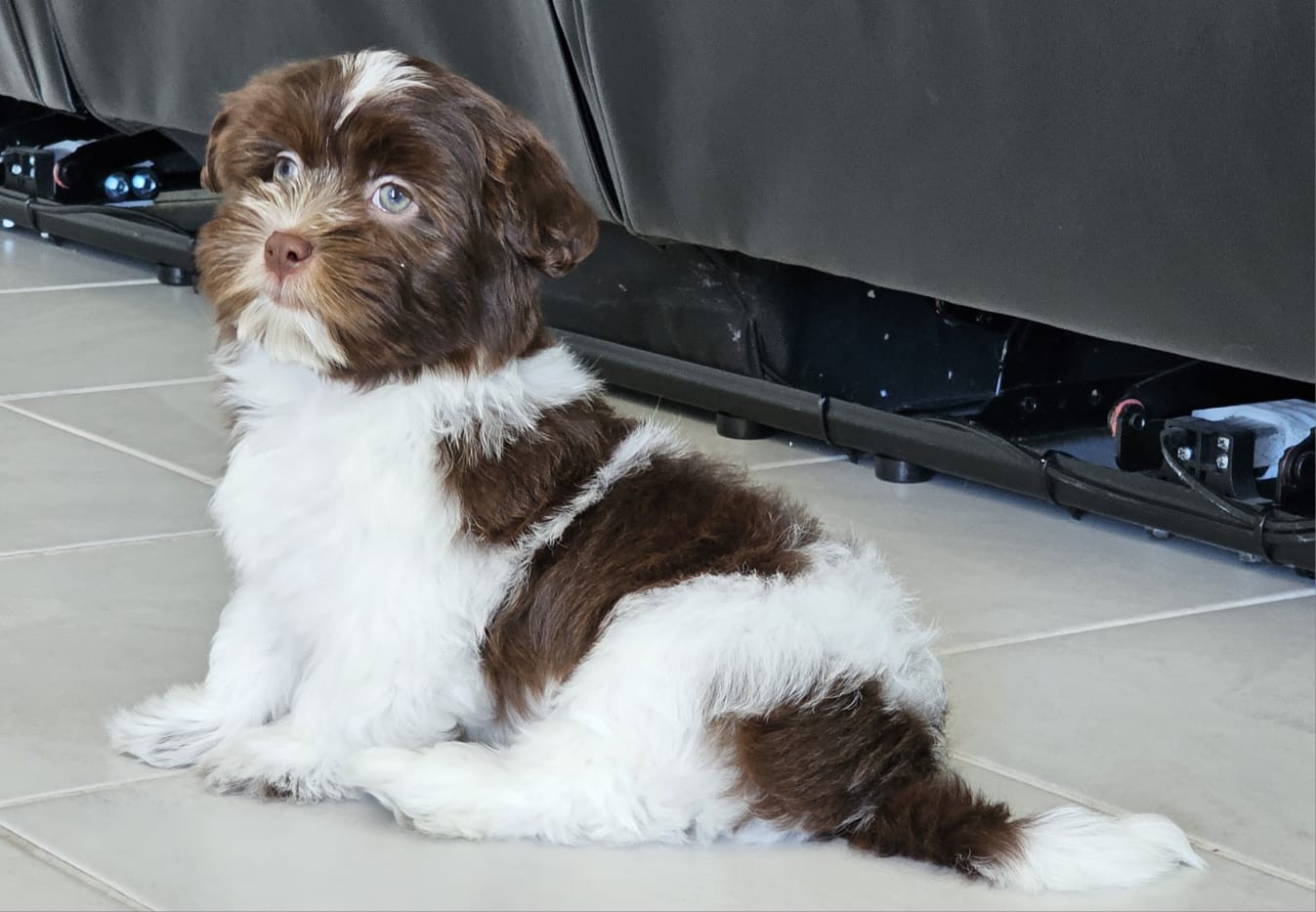 Havanese Pup Being Cute