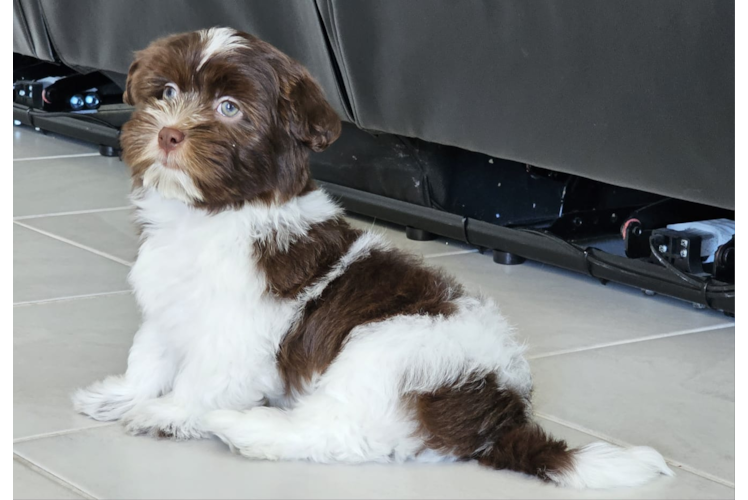 Havanese Pup Being Cute