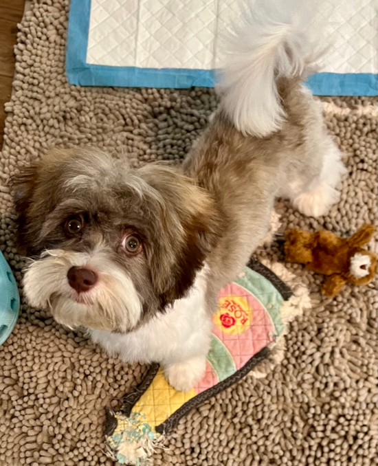 Havanese