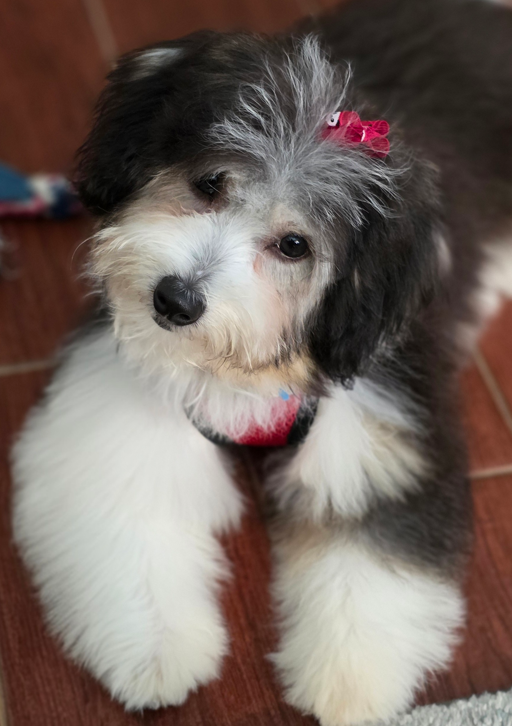 Cute Aussiechon Baby