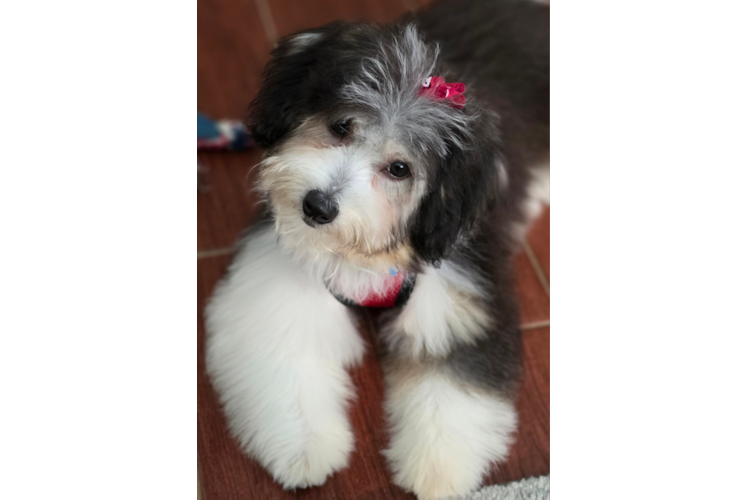 Cute Aussiechon Baby