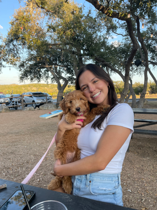 Mini Goldendoodle