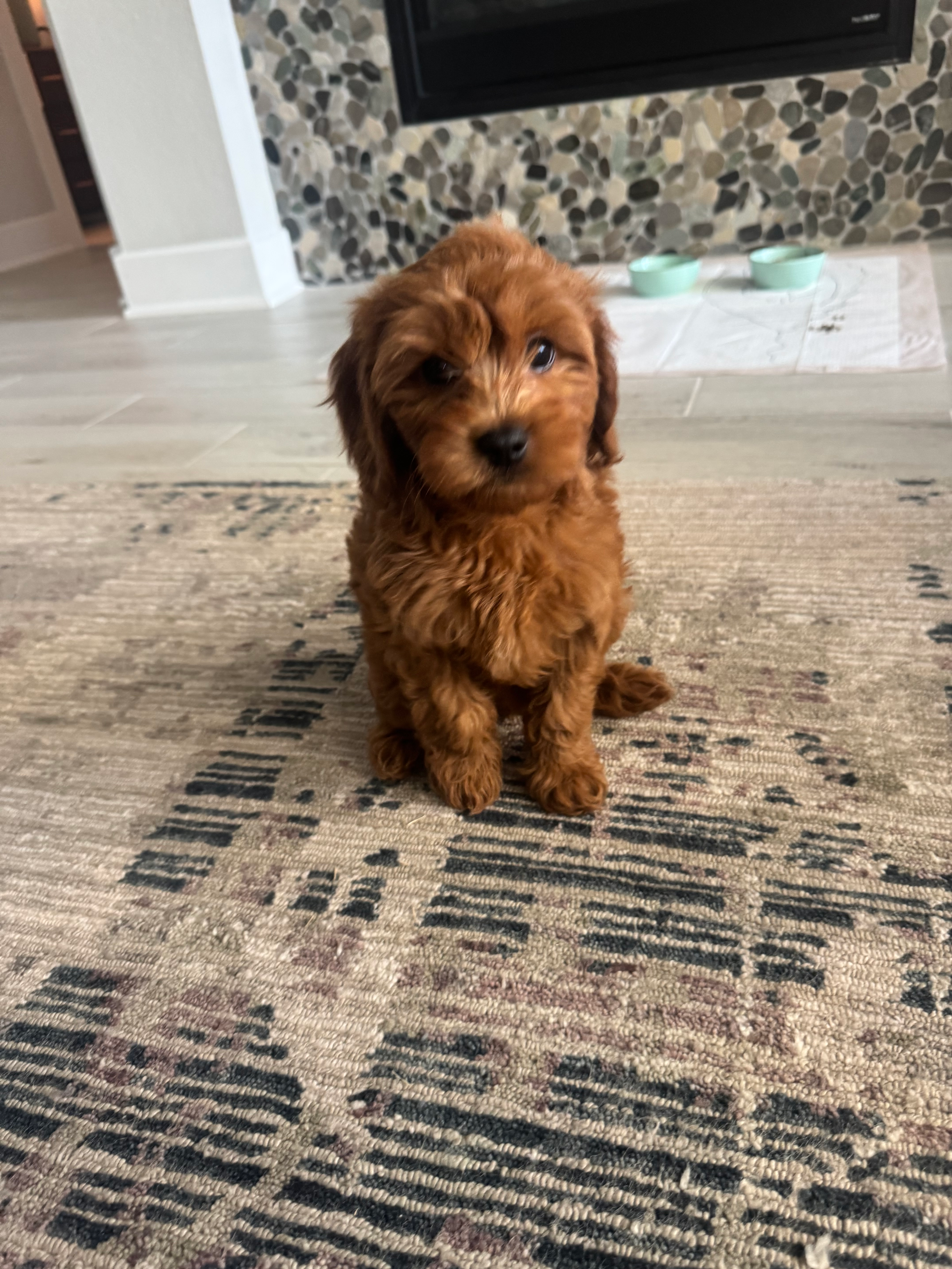 Happy Cavapoo Baby