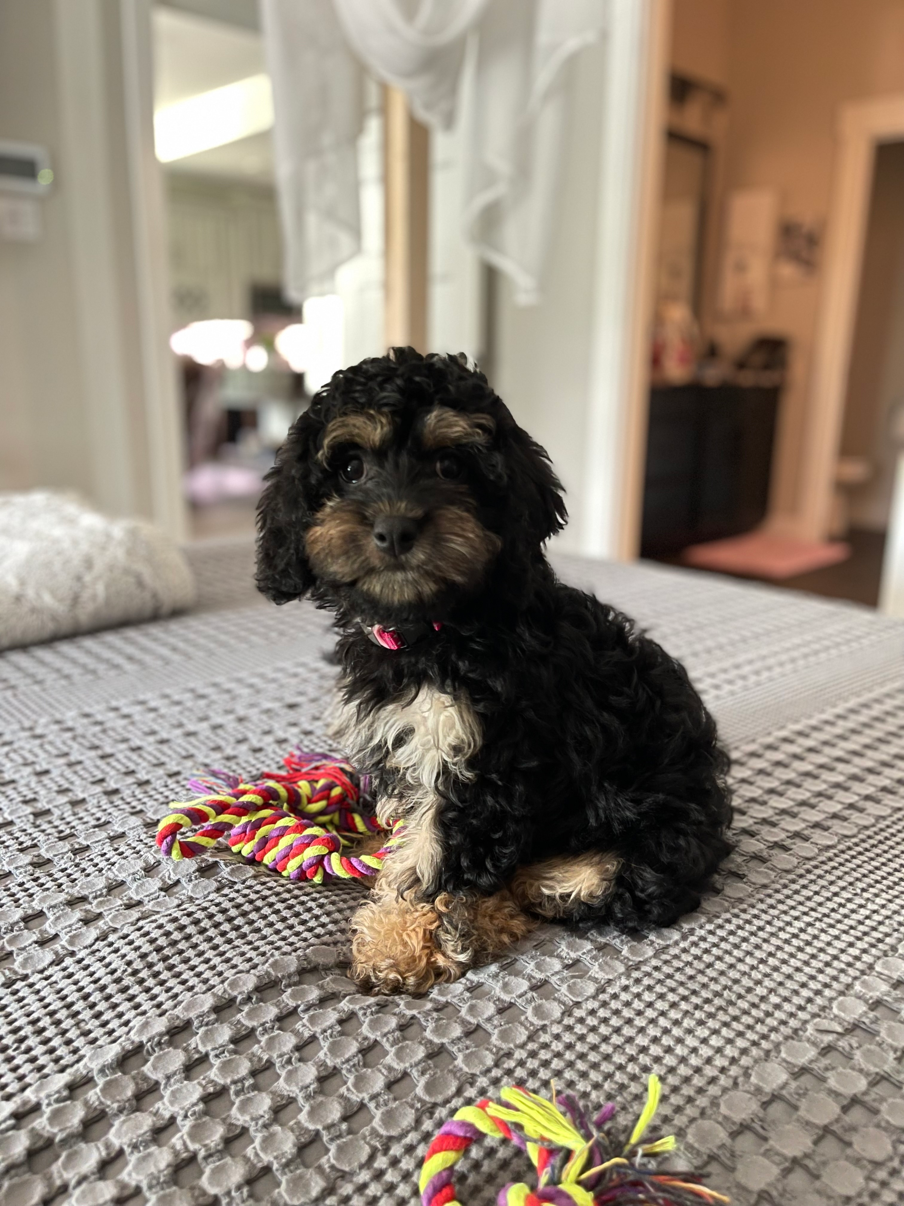 Cavapoo Pup Being Cute