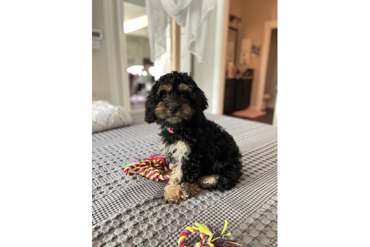 Cavapoo Pup Being Cute