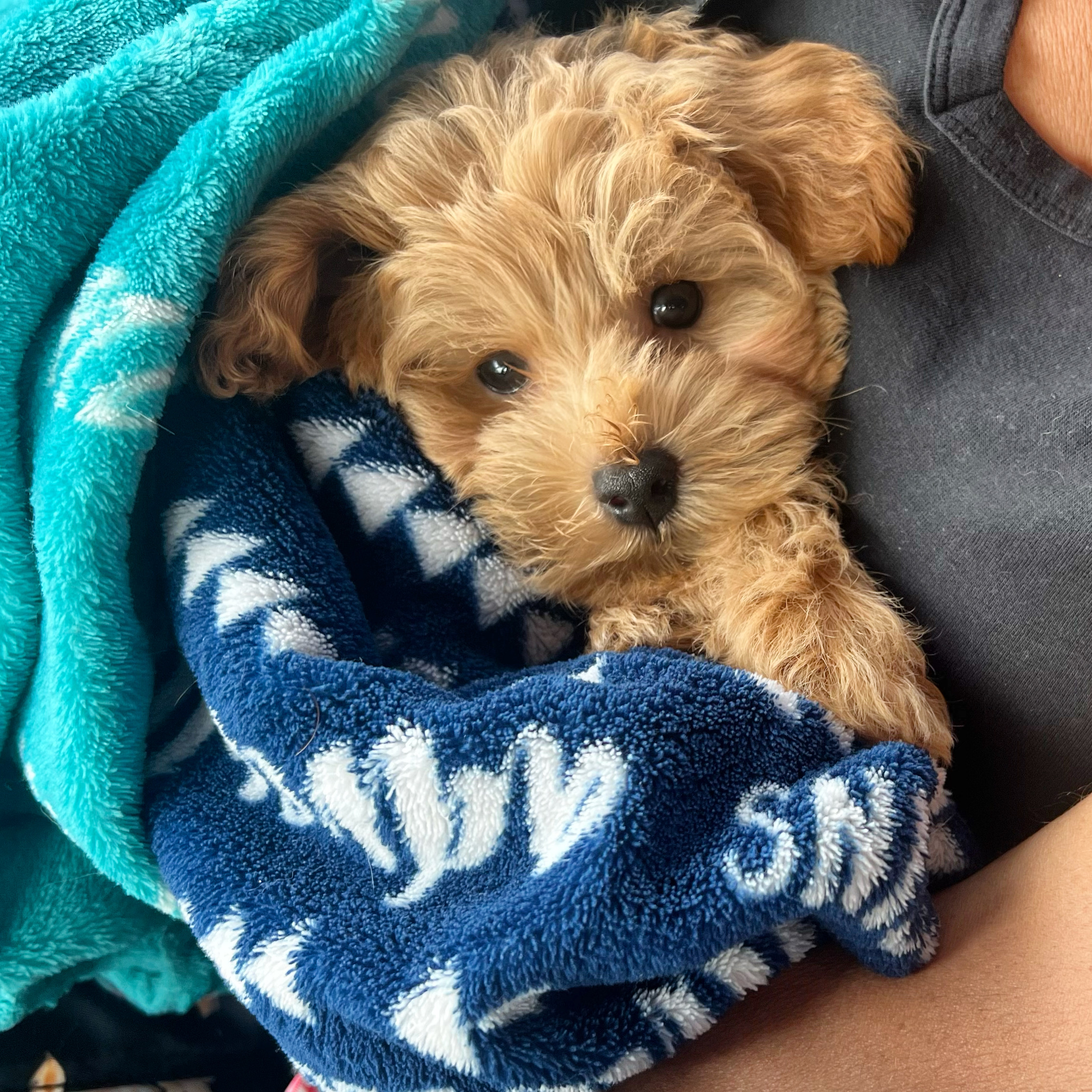 Happy Maltipoo Baby