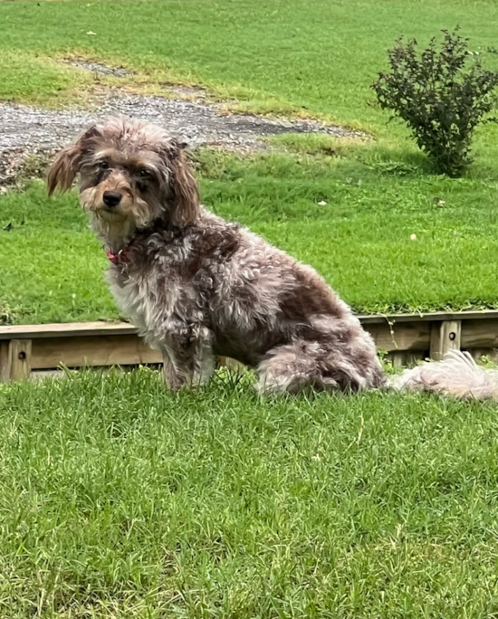 Mini Labradoodle