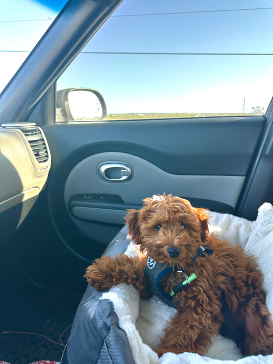 Mini Goldendoodle