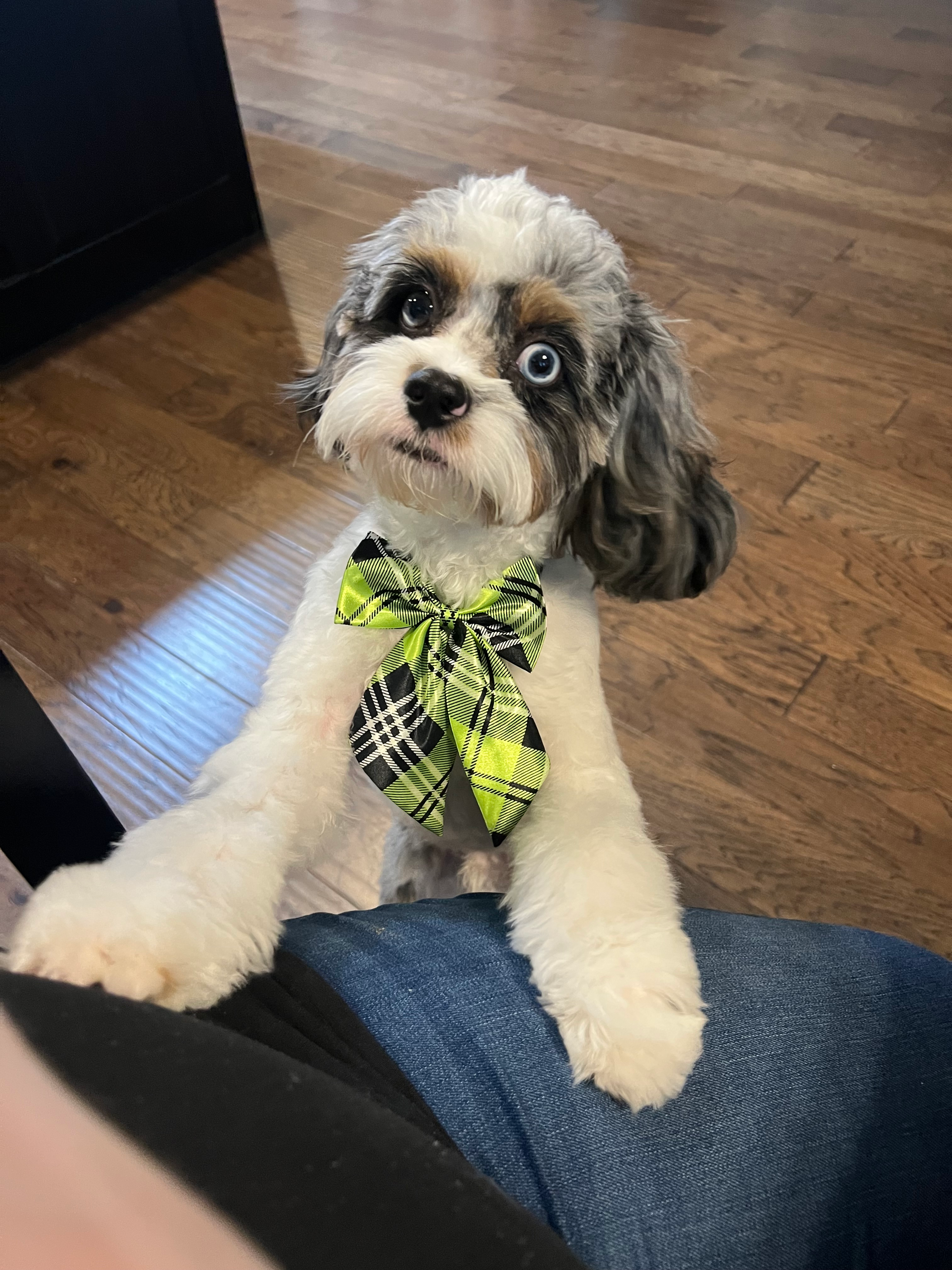 Hypoallergenic Cavadoodle Poodle Mix Puppy