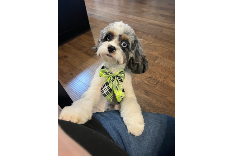 Hypoallergenic Cavadoodle Poodle Mix Puppy