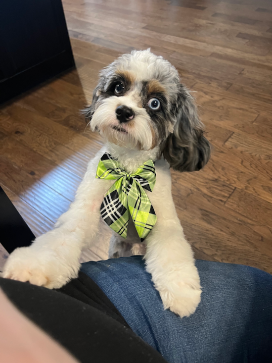 Cavapoo