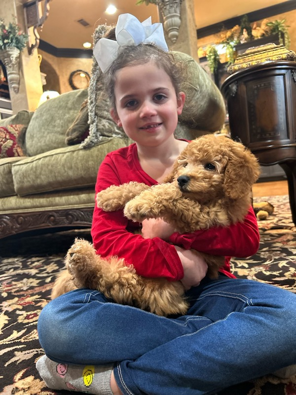 Best Mini Goldendoodle Baby